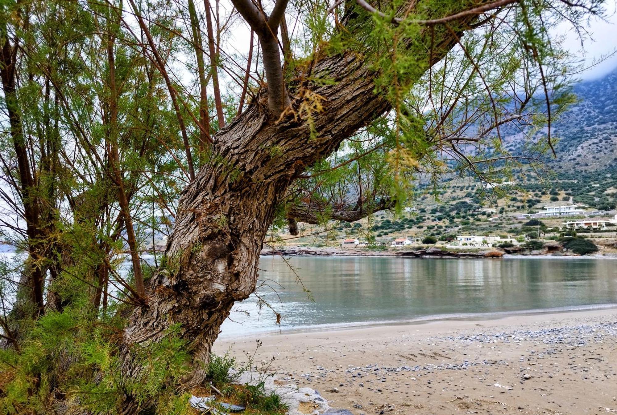Tholos Alexandra'S Beachfront House Kavoúsion Dış mekan fotoğraf